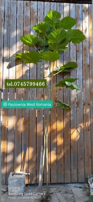 Copacei și butași Paulownia,creștere rapidă direct din pepinieră