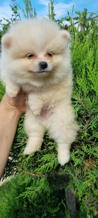 Померан померанче