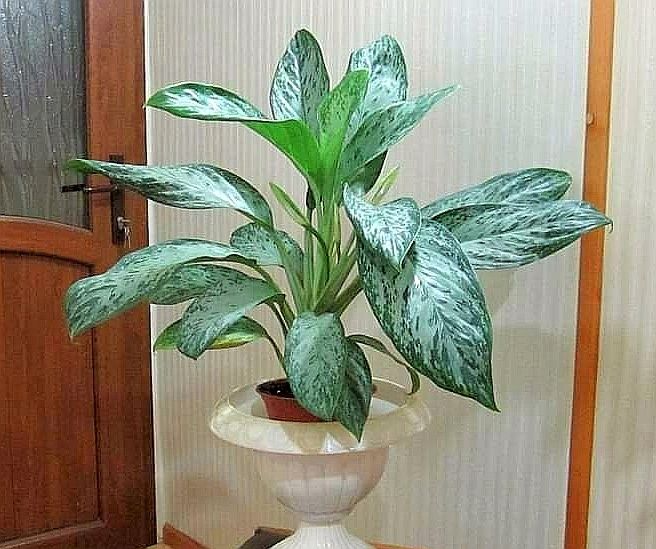 Аглаонема Green Light