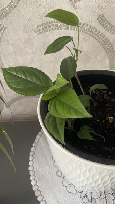 Продам комнатные цветы