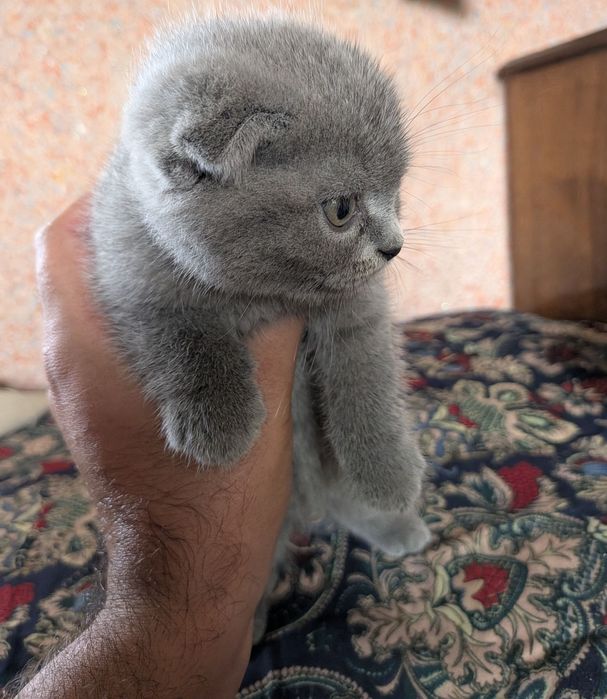Продаются котята