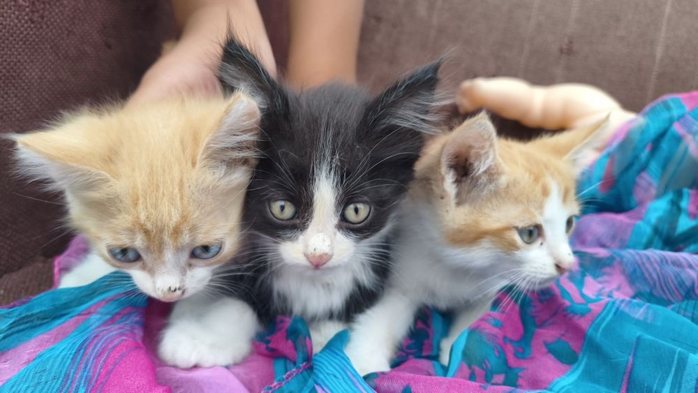 Котенки маленкие