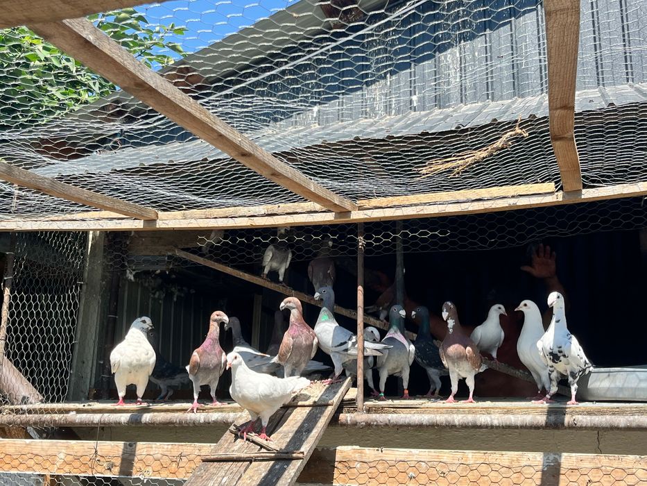 Porumbei voiajori german de frumusețe