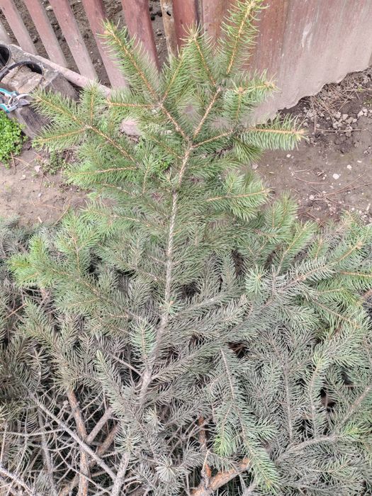 Продам веточки ёлки