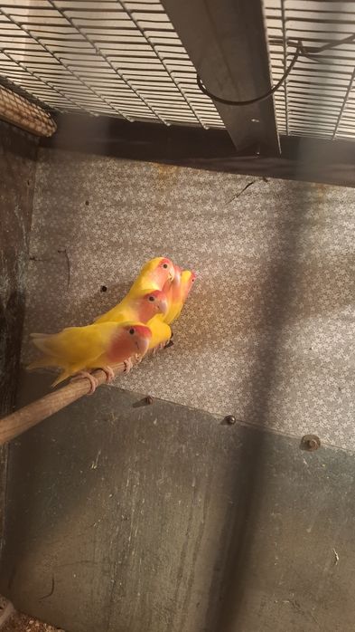 Попугаи неразлучники