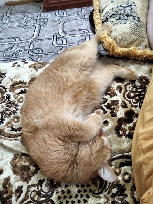 Передержка домашних любимцев