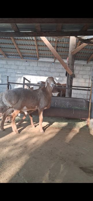 Арашан қозы сатылады