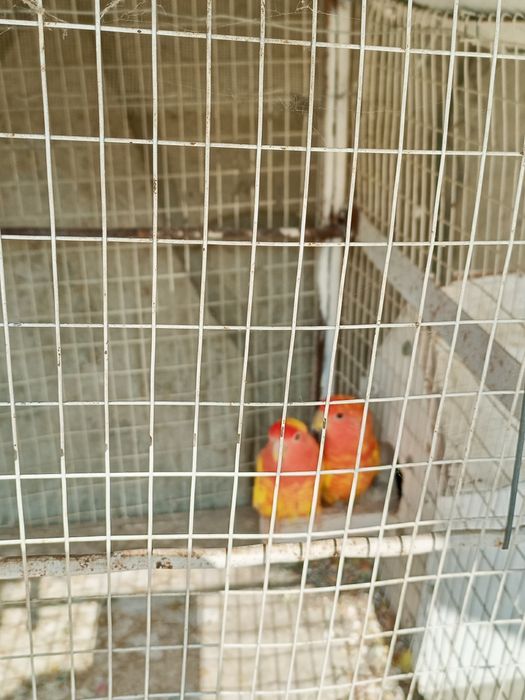 Toʻtilar sotiladi Turkiyadan kelgan ochirsa boʻladi