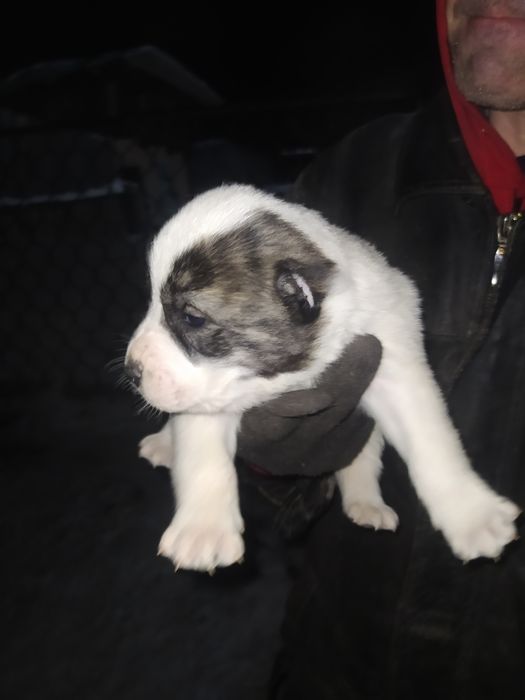 Шикарные щенки САО