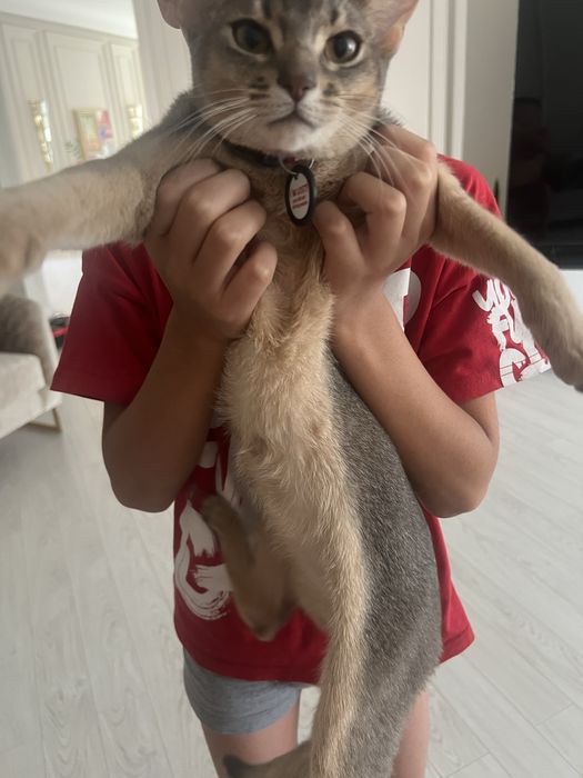 Аббисинская кошка