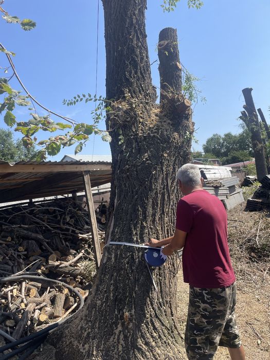 Продам карагач