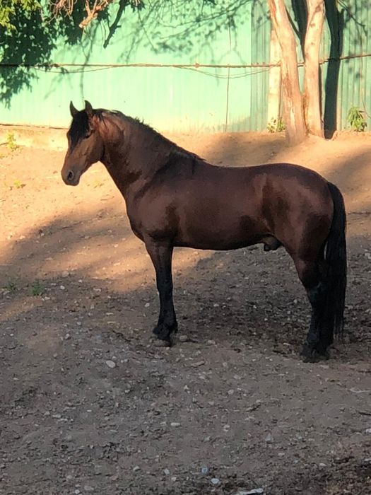 Продам жеребчика