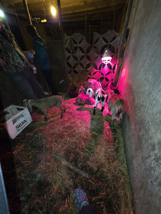 Tapi Iezi din capre anglonubian de vanzare