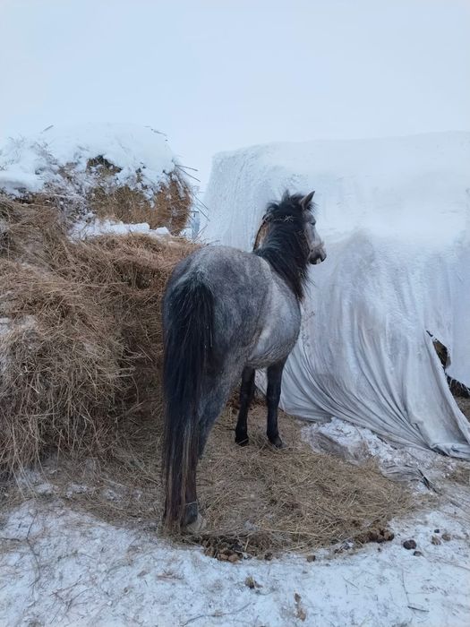 Жылкы сатылады бие байтал