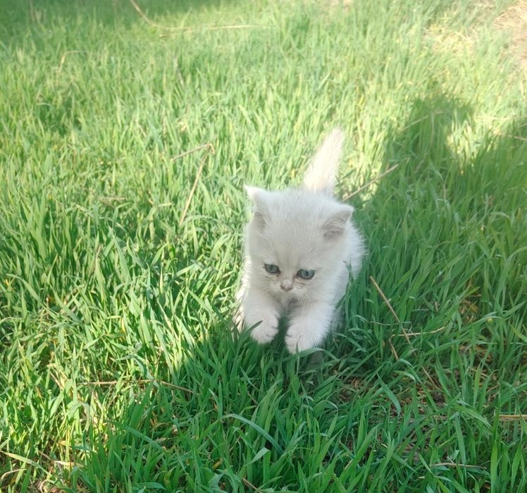 Котята Шиншиллы Серебро