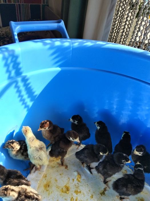 Продается индюшата