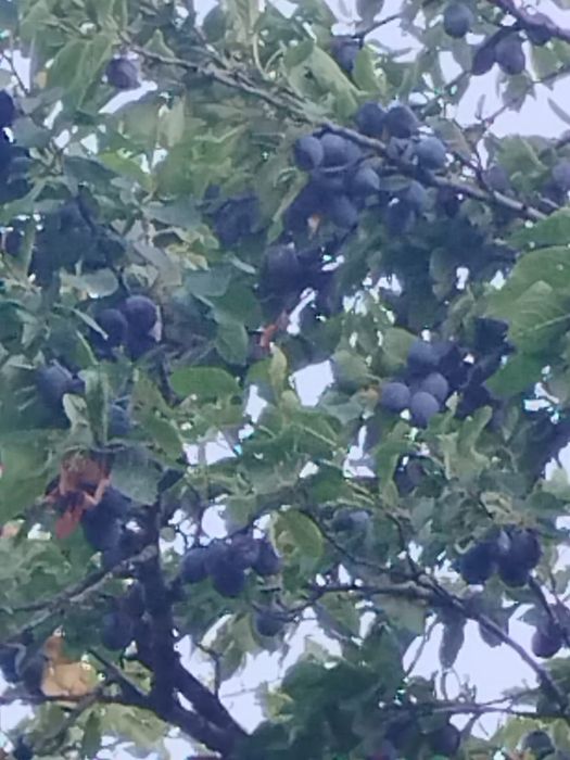Prune de vara (perje muntenesti) Bacau Parava