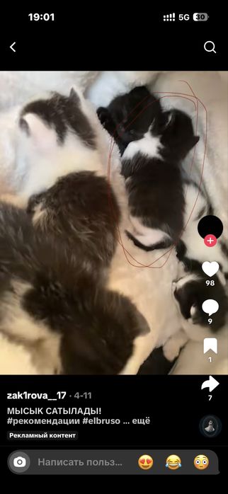 Кошка,марғау,мысық