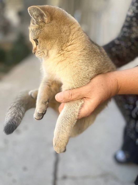 Britaniskiy zolotaya shinshila