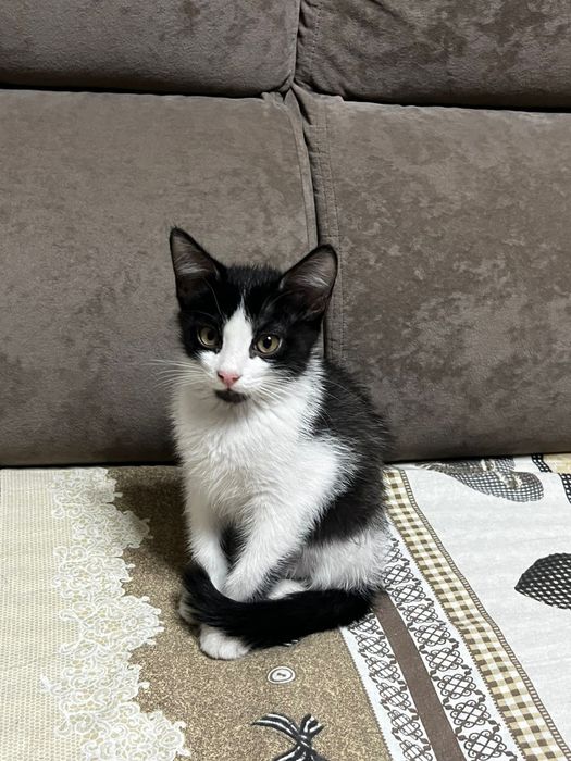 Отдам котенка в добрые руки