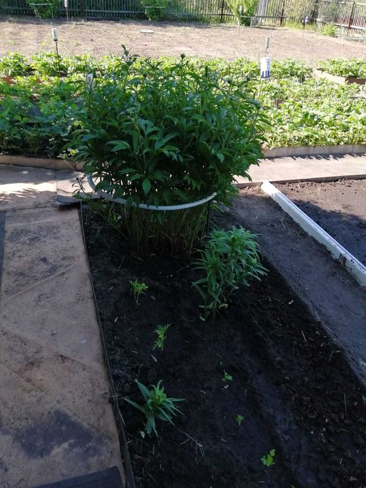 Дача в садовом обществе Горизонт