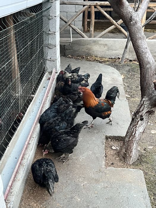 Tovuqlar sotiladi soni 21 ta 1 tasi xoroz yoshi 1-3 yillik tovuqlar