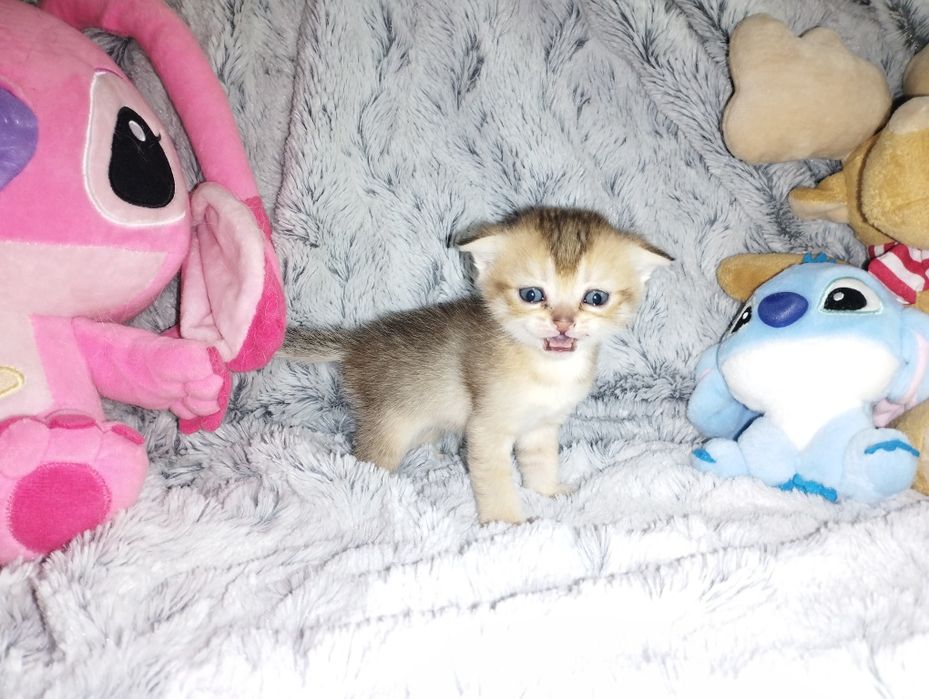 Котята скоттиш -фолд, скоттиш - страйт