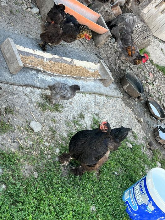 Vând două găini brahma si pui