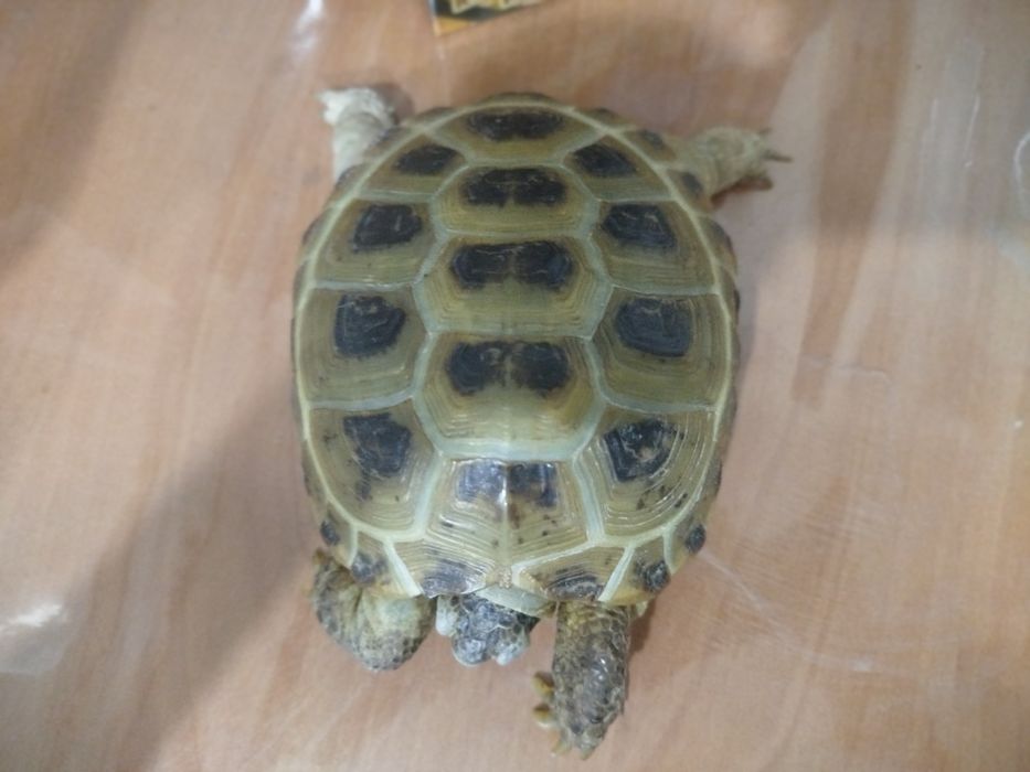 Сухопутная черепаха