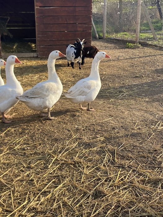 Продавам гъсета 4 бр