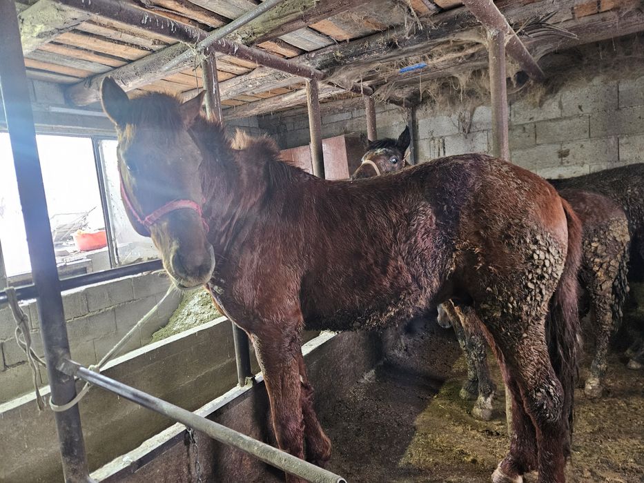 Донен сатамын . Продам жеребца