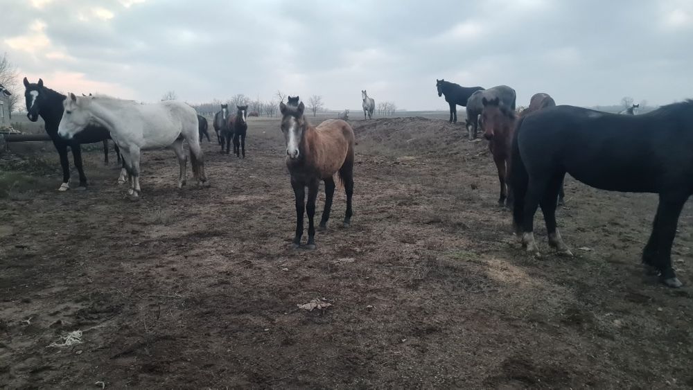 жылқы (бие, жабағы)  - лошади