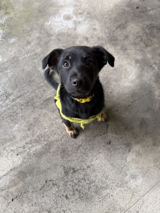 Возмите меня к себе Я не сирота 3 месяца Одам в хорошие руки БЕСПЛАТНО