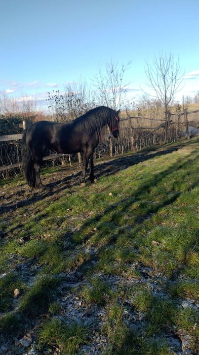 Vând iapa frizian originală 3 ani jumate, învățată atelaj și călărie