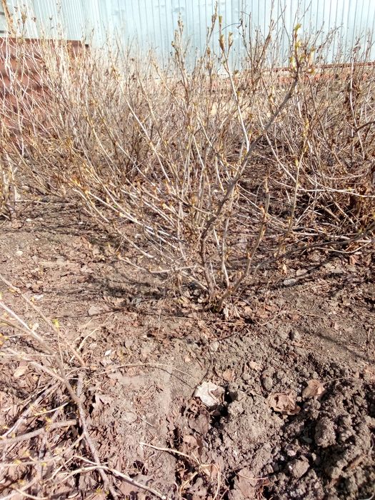 Саженцы лесодекоротивные