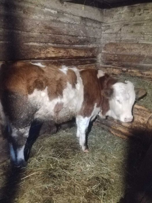 Vaci Gestante Juninci / Tauras