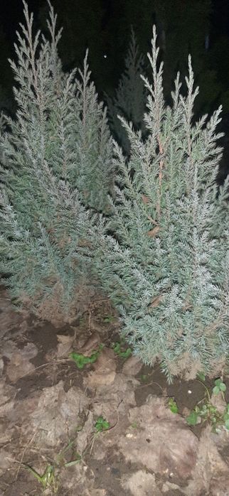 Продам сеянцы сорта СТРИКТА"