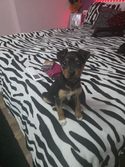 Продава се пинчер