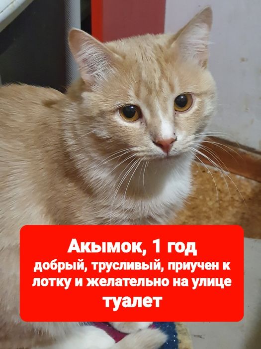 Отдам в добрые руки