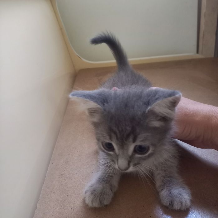 Вислоухие  котята 1,5 месяц