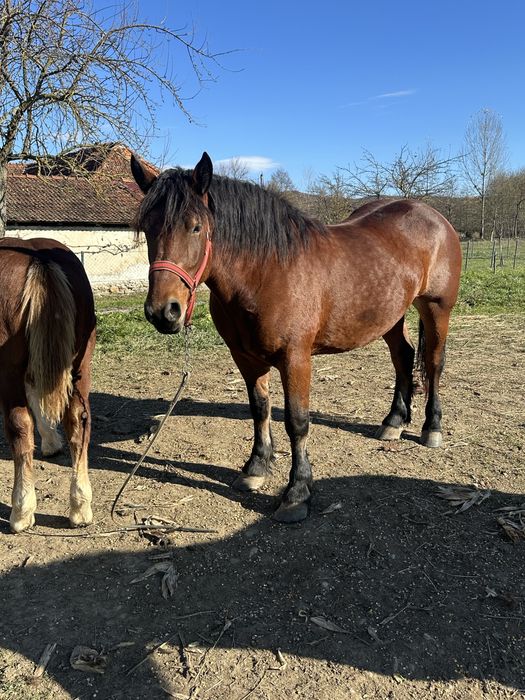 De vanzare iapa de 4 cu mqnza de 6 luni