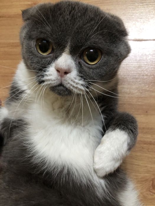 Ищу кошку, вязка, Кот