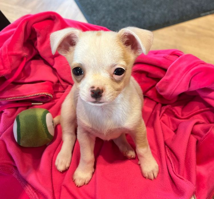 Мини чихуахуа на 2 месеца