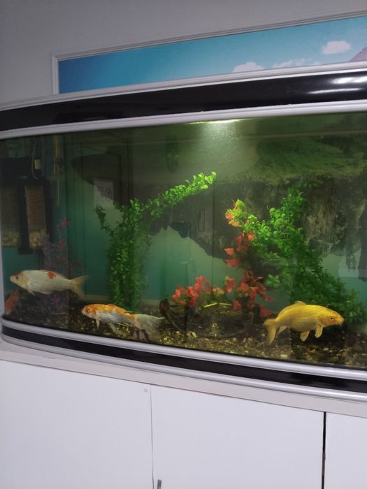 Аквариум с рыбами