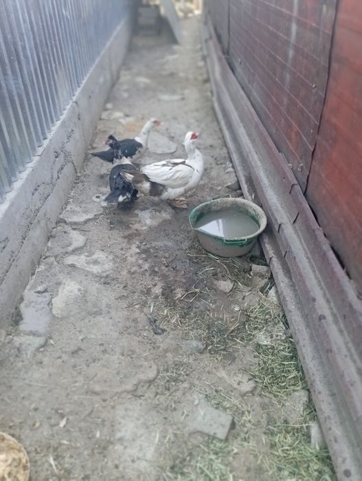 Продам индоутка семейка
