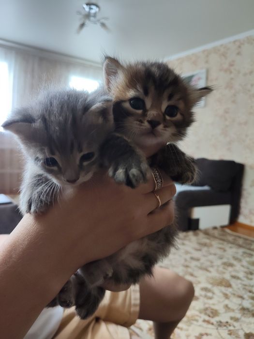 Отдам котят в добрые руки