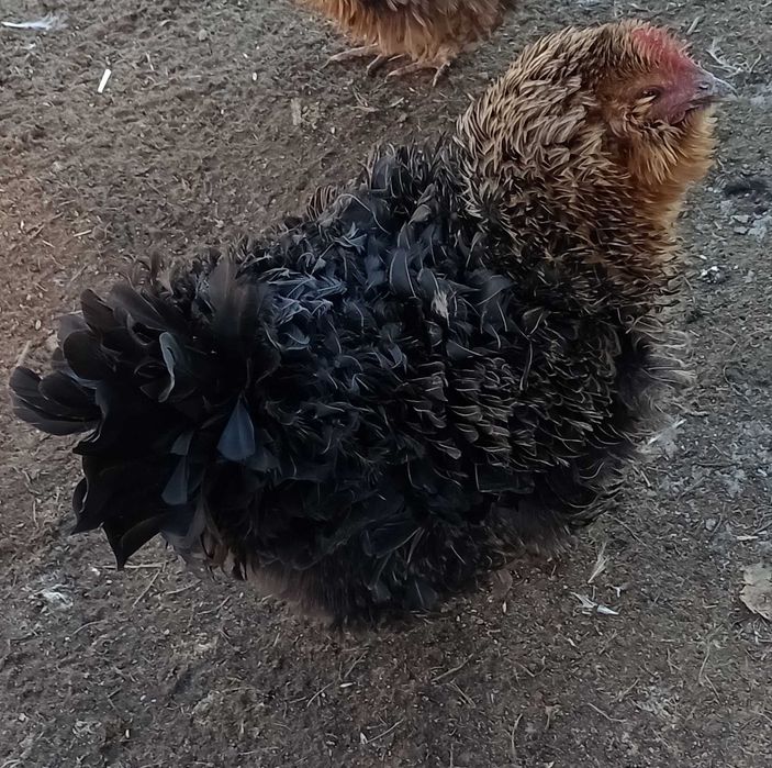 gaini frezate pereche