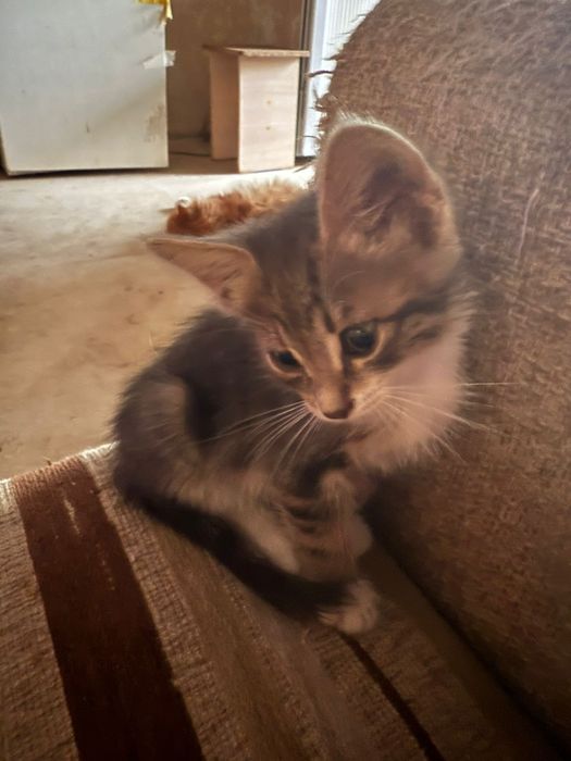 Отдам котенка в добрые руки