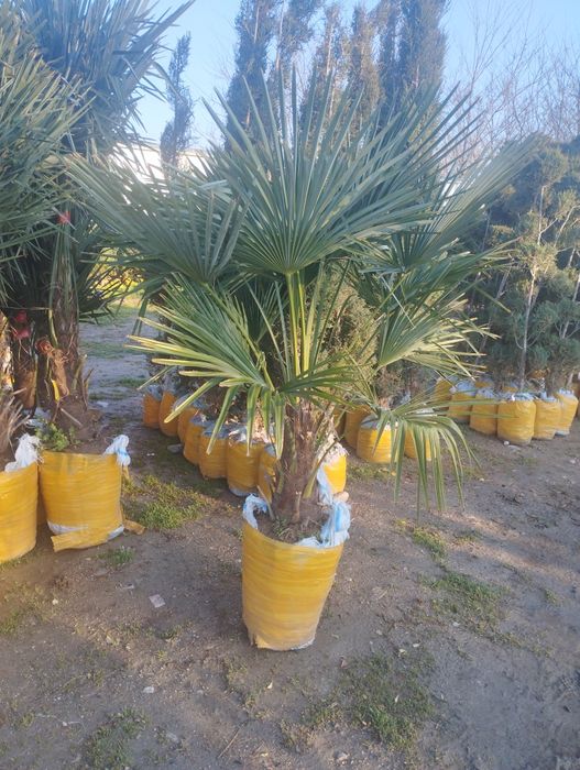 Газон бор оптим дастафка бор