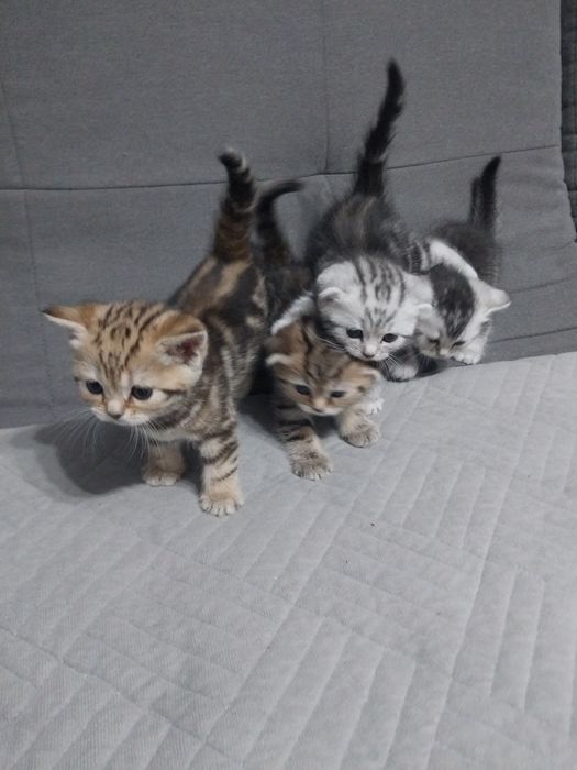 Продам шотландских котят